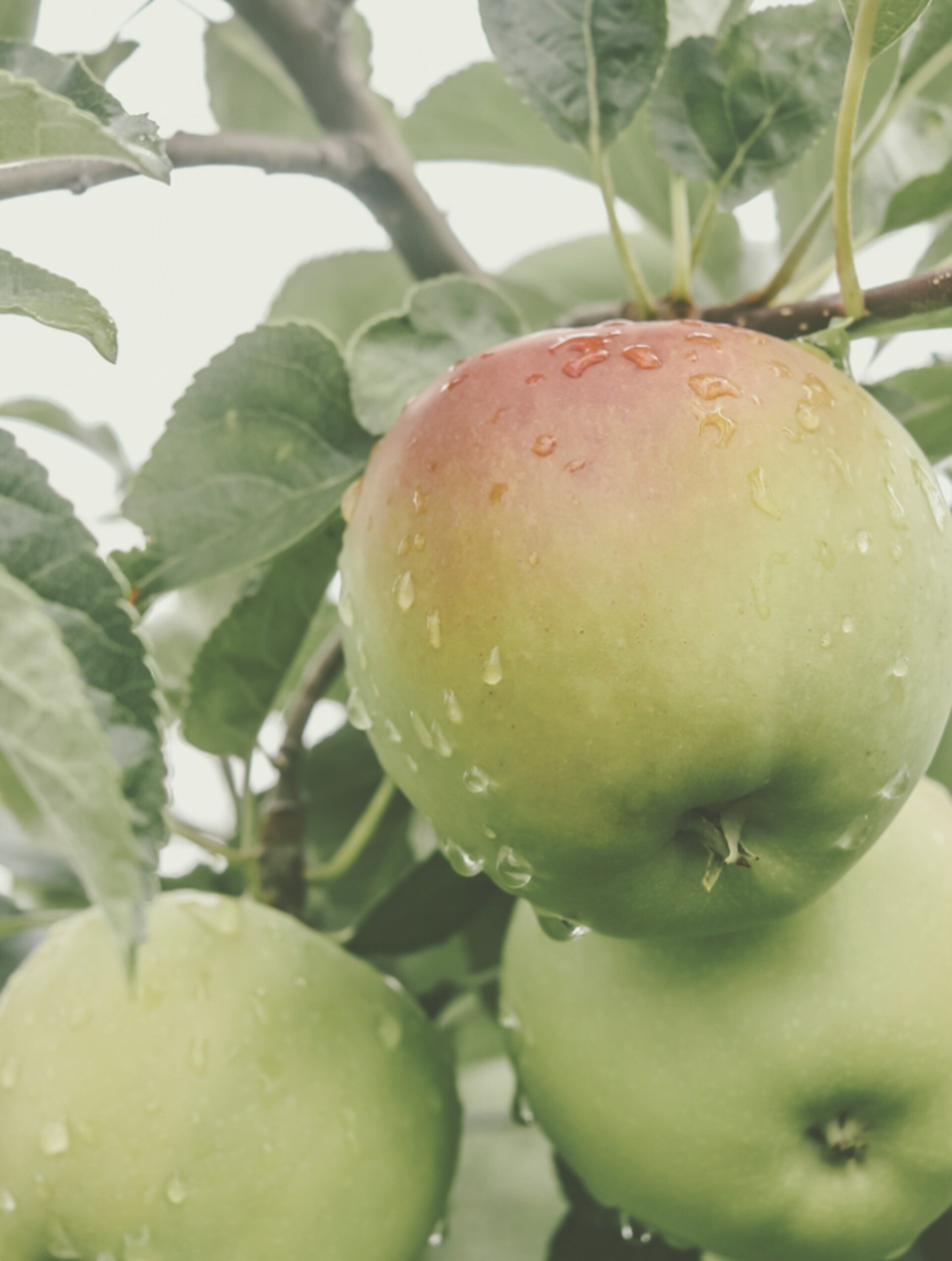 Apples