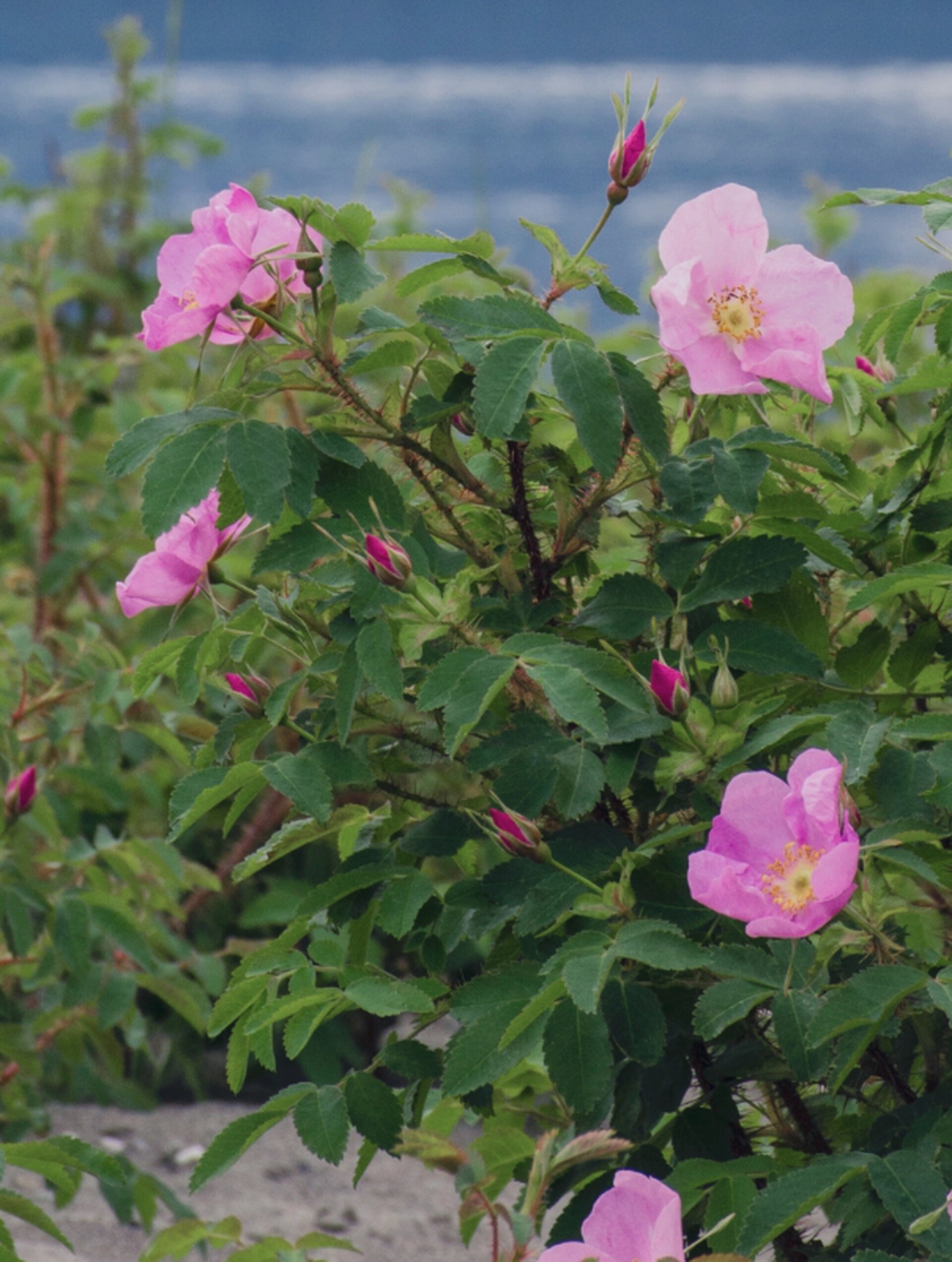 Beach Rose