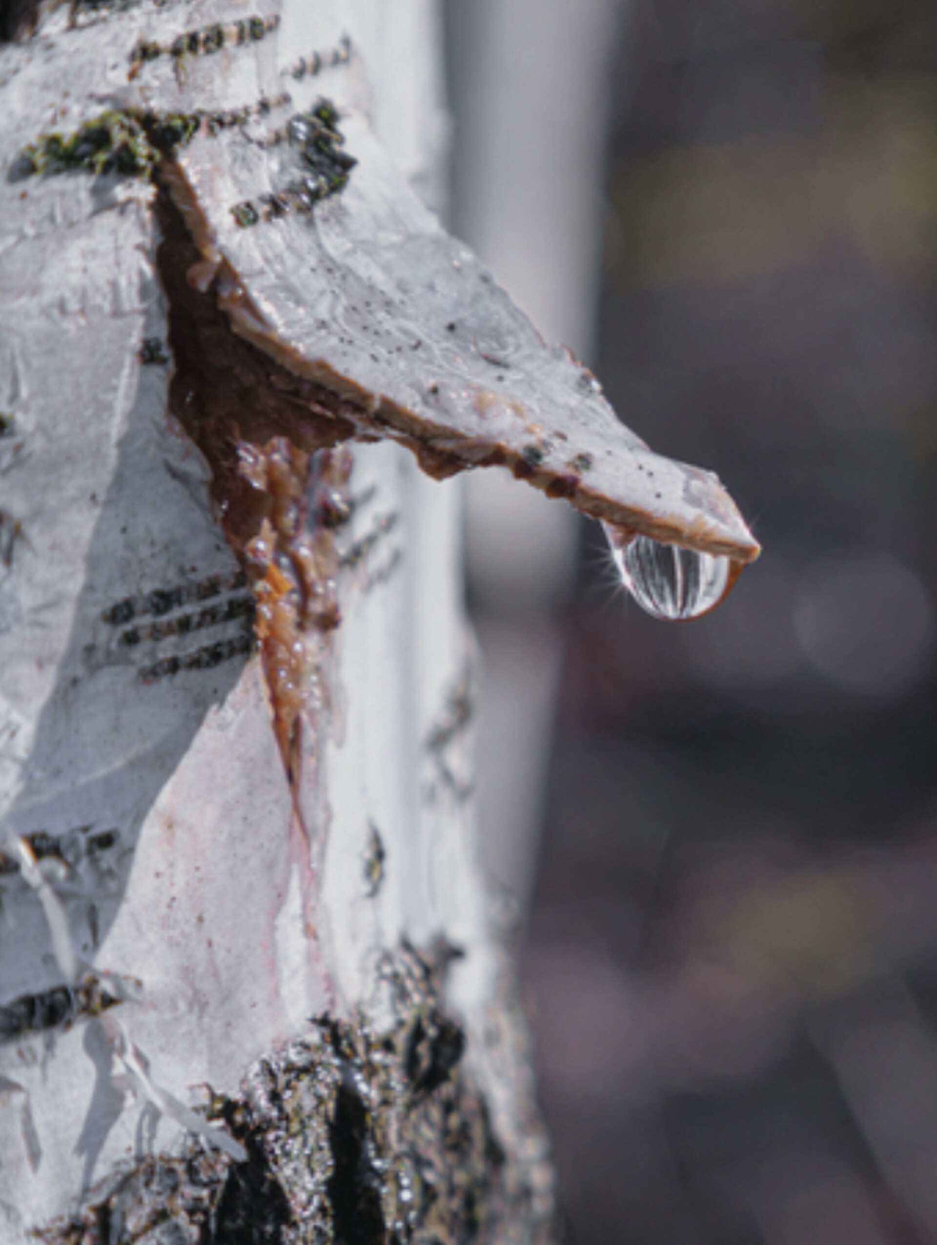 Birch Sap