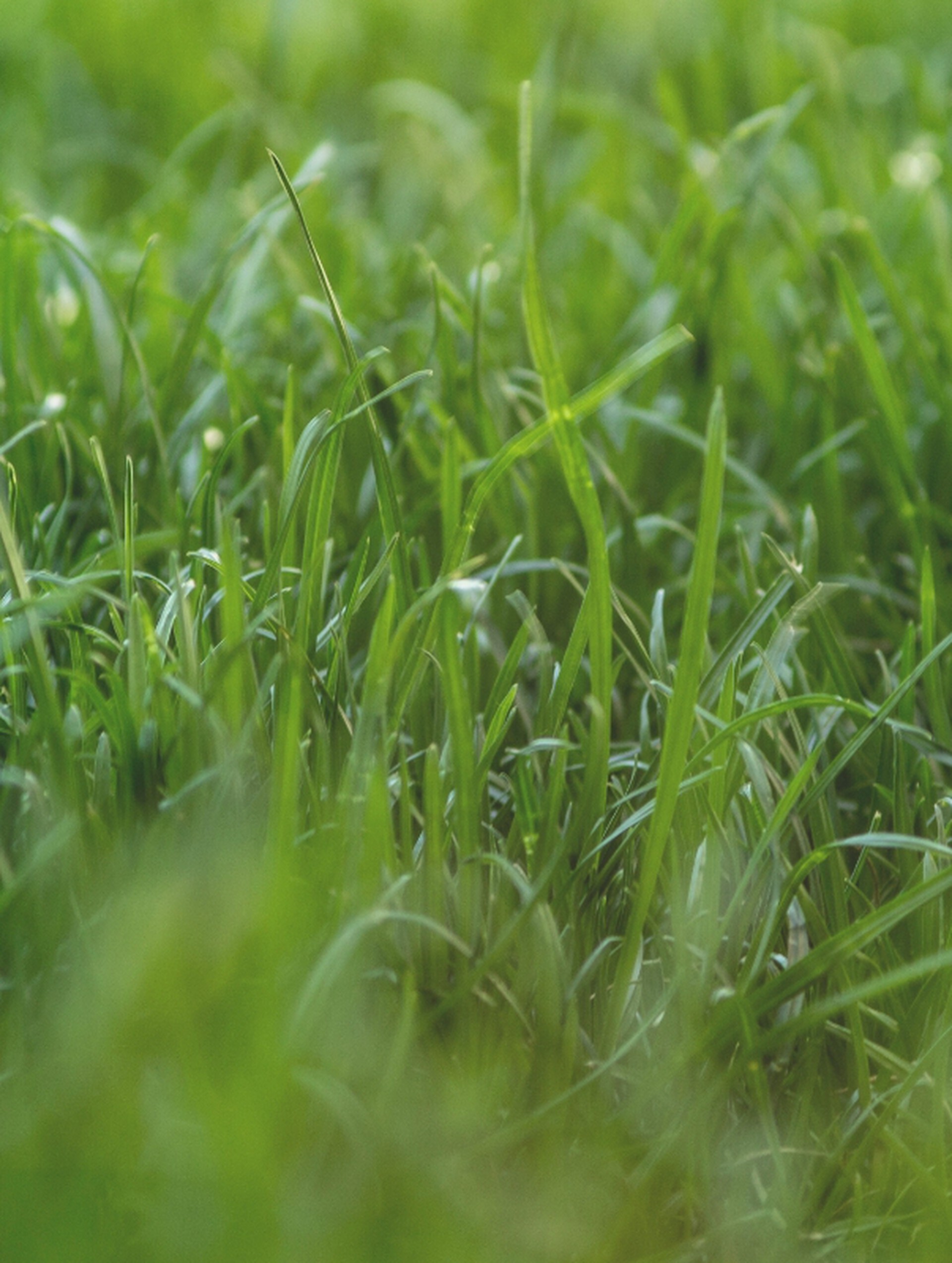 Cut Grass