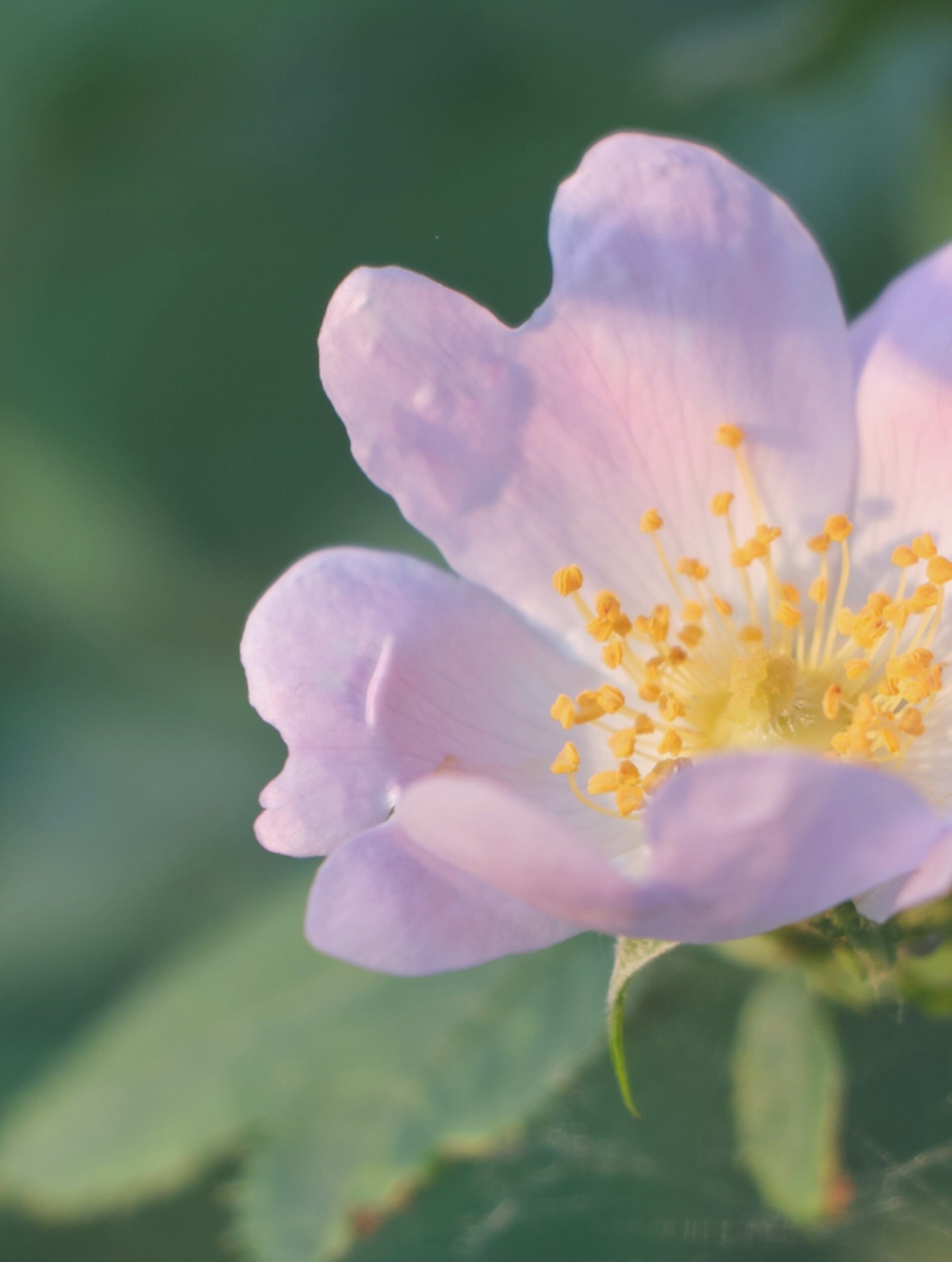 Dog Rose