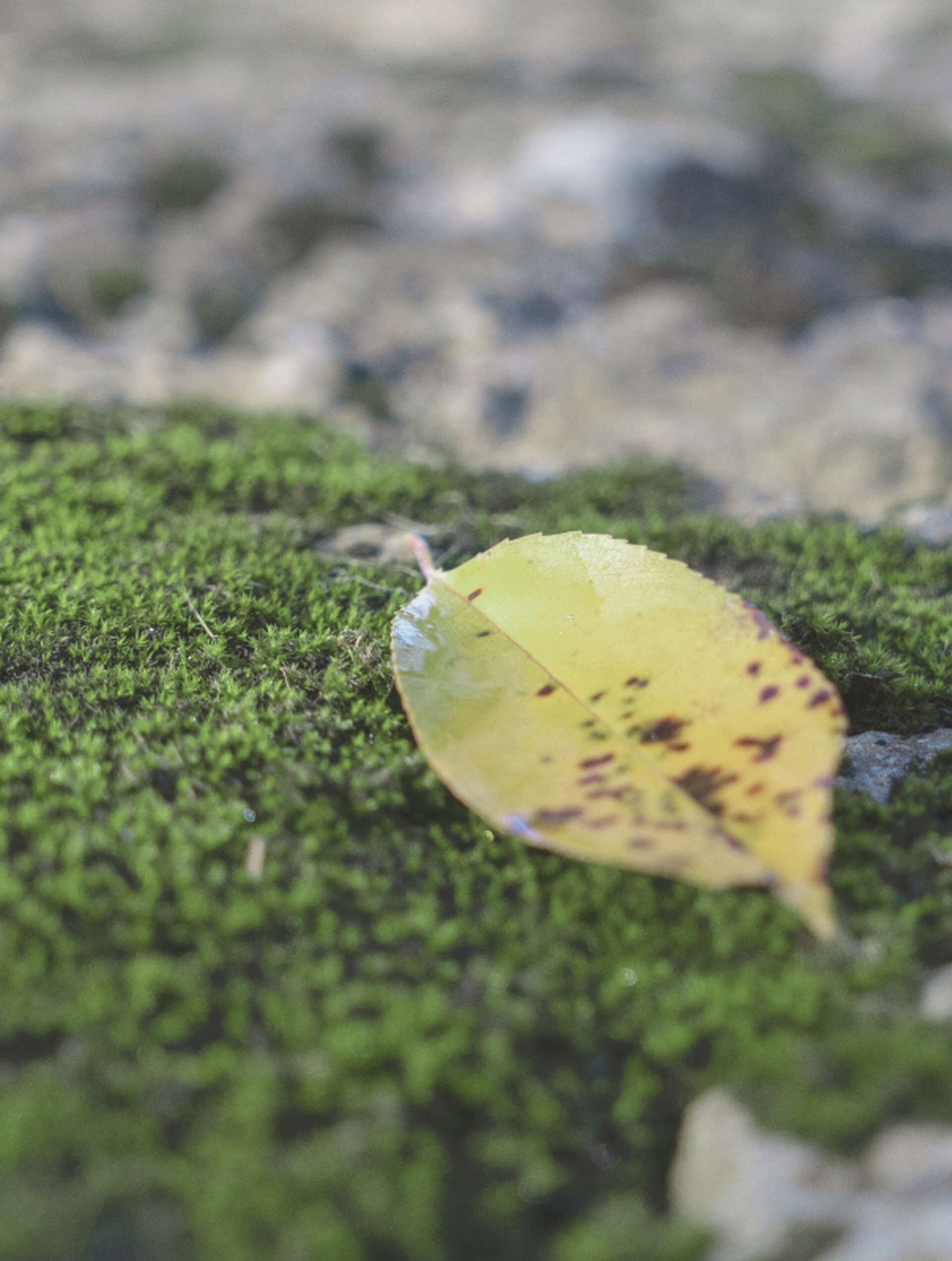 Fallen Leaves