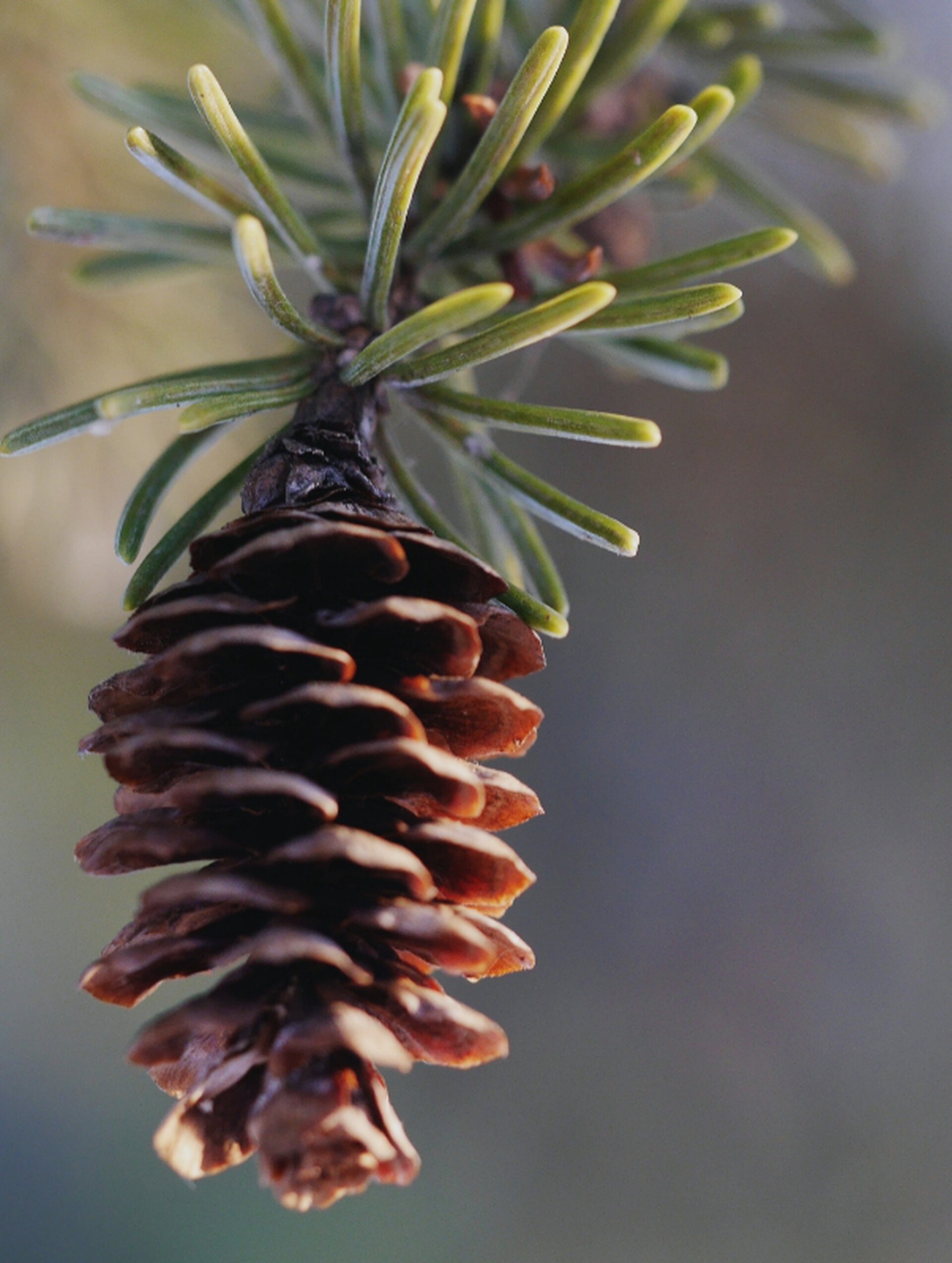 Fir Cone