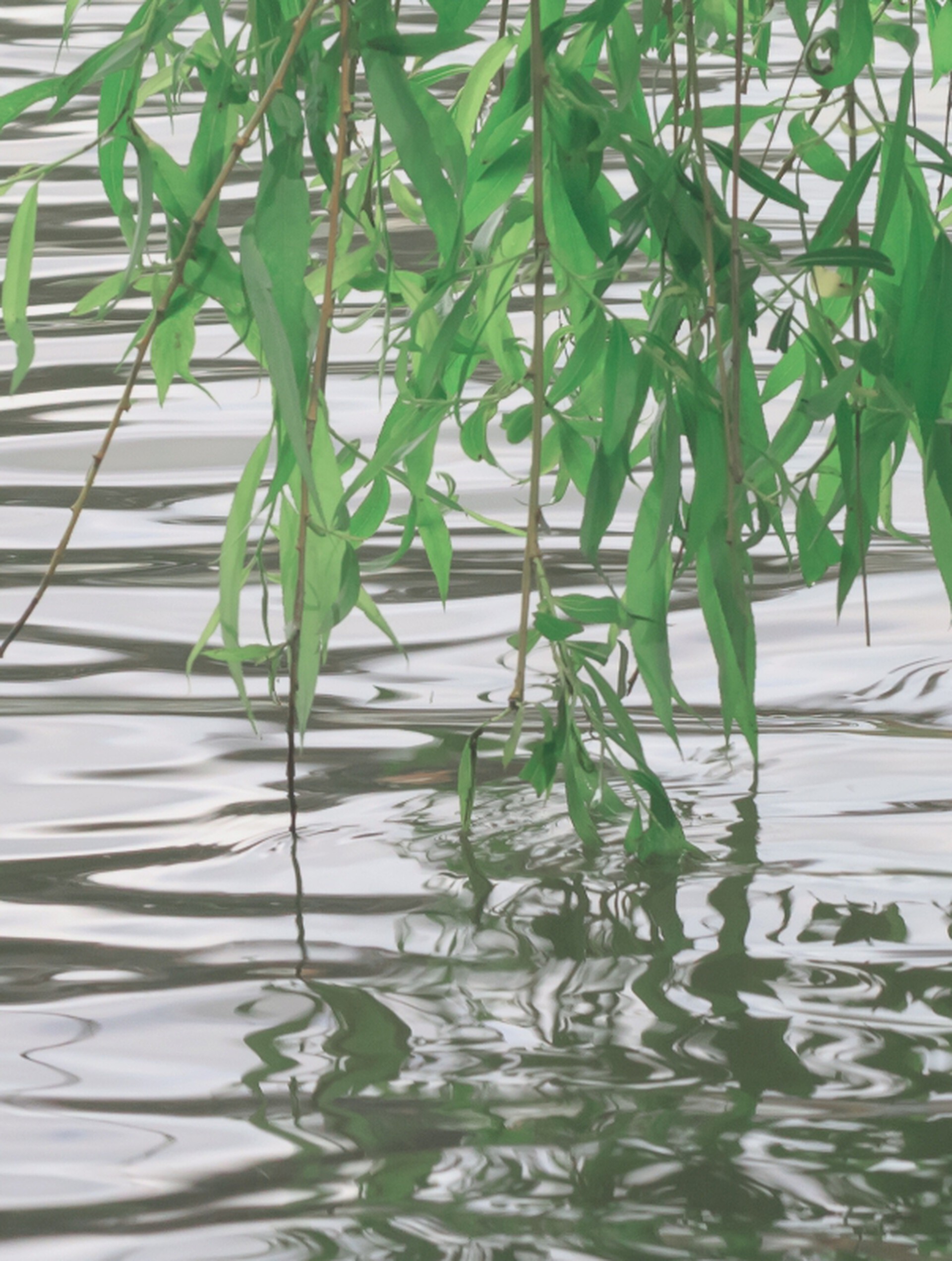 Green Leaves