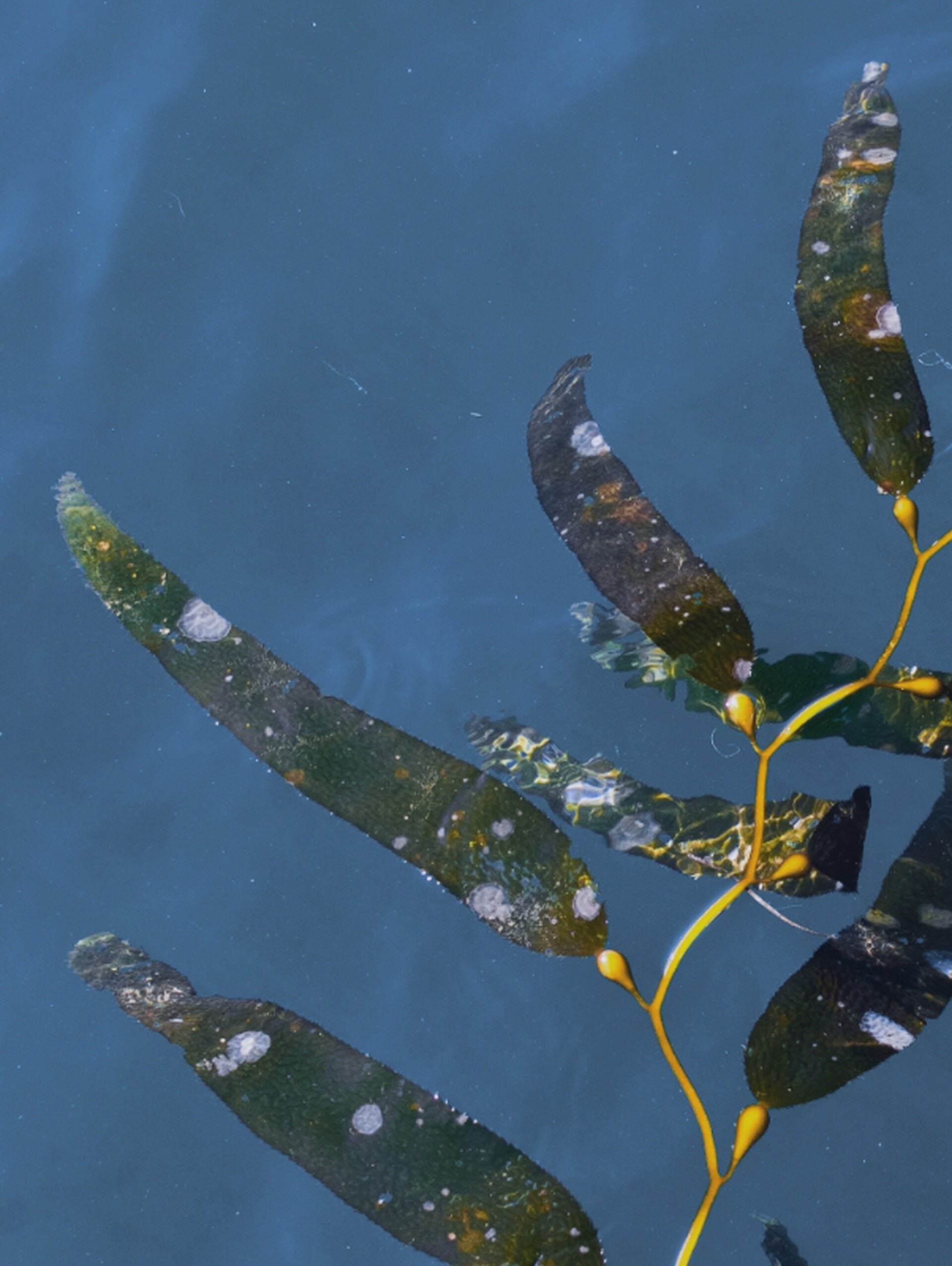 Kelp