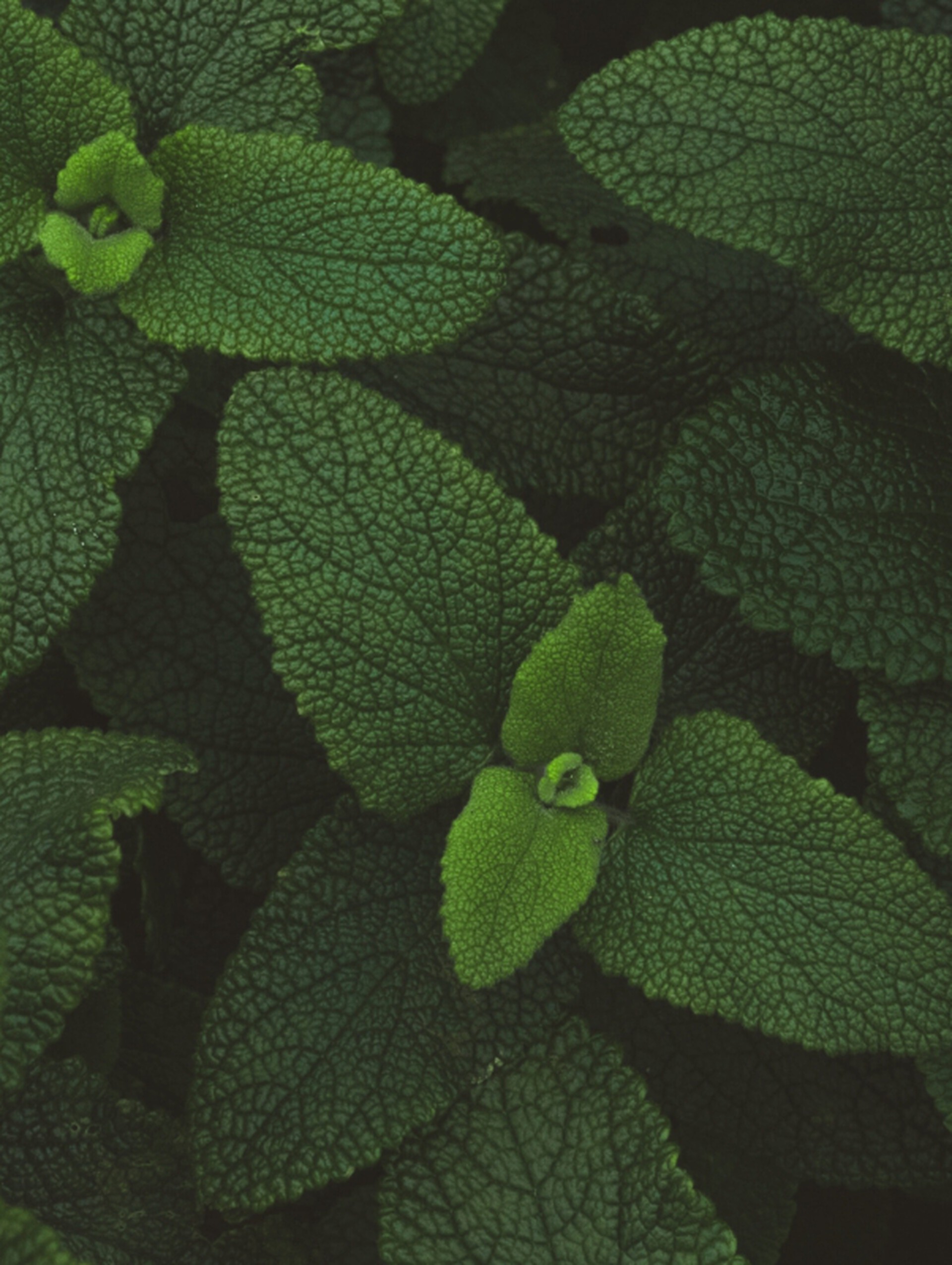 Mint Leaves