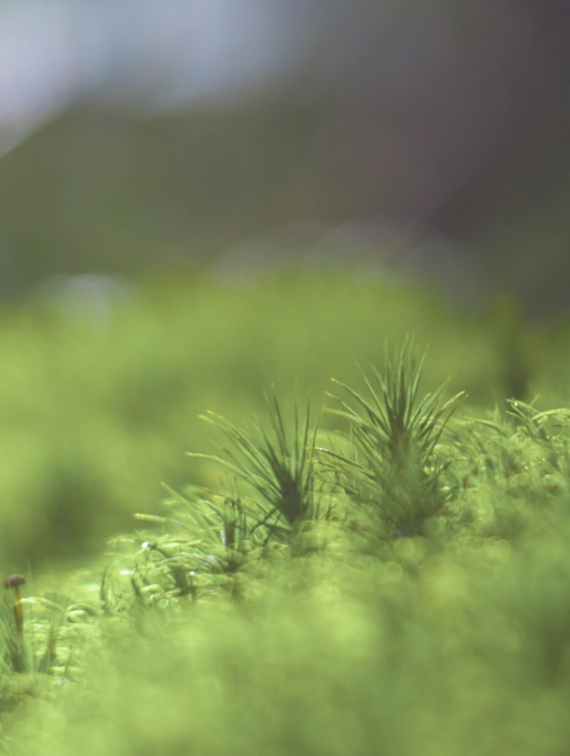 Mosses