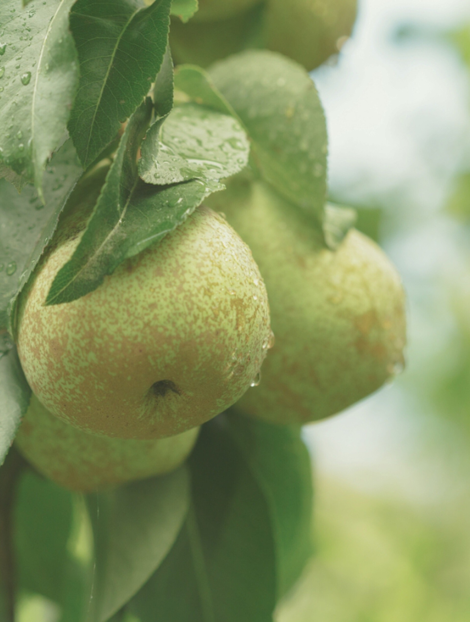 Orchard Fruits