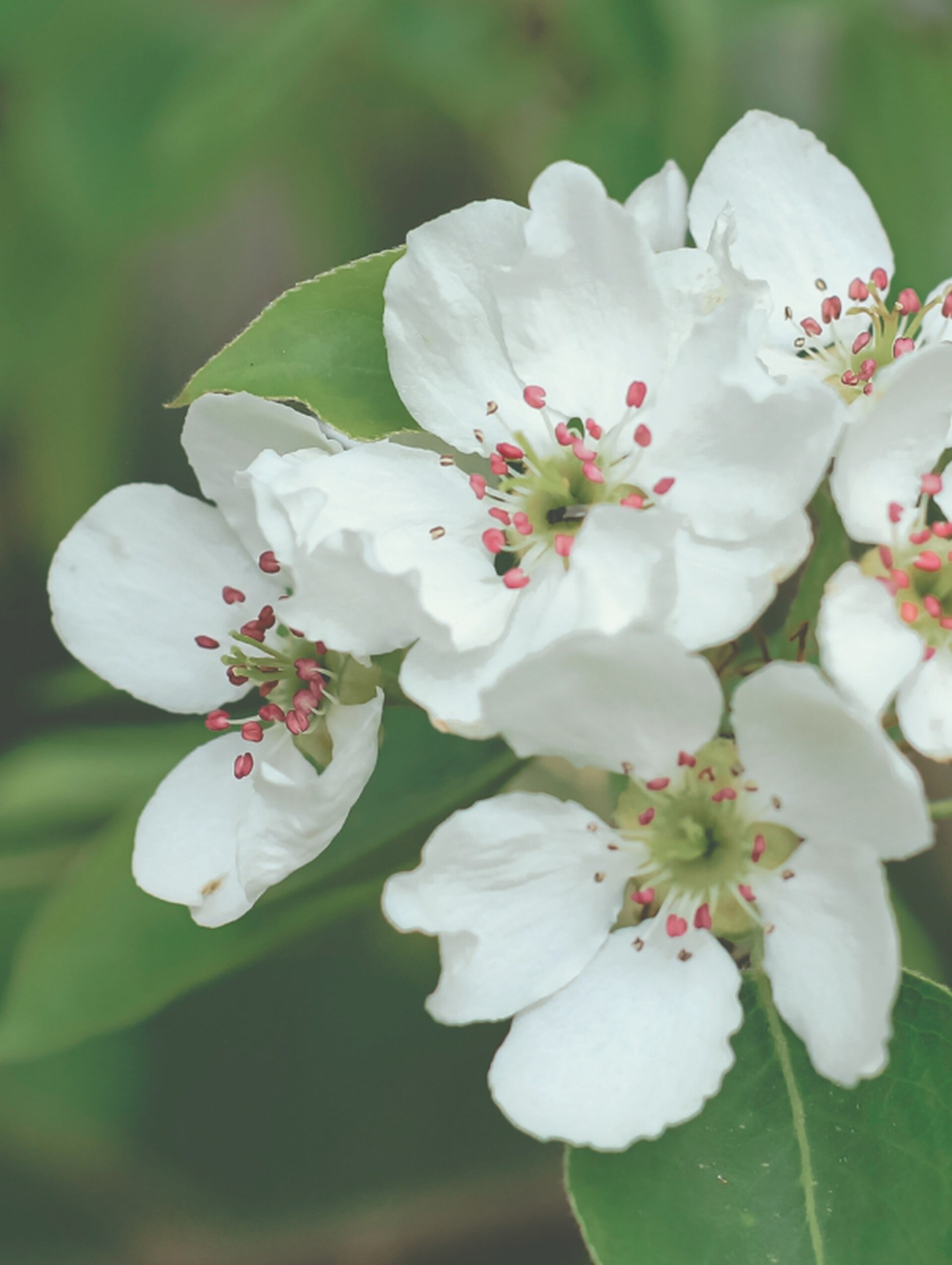 Pear Blossoms