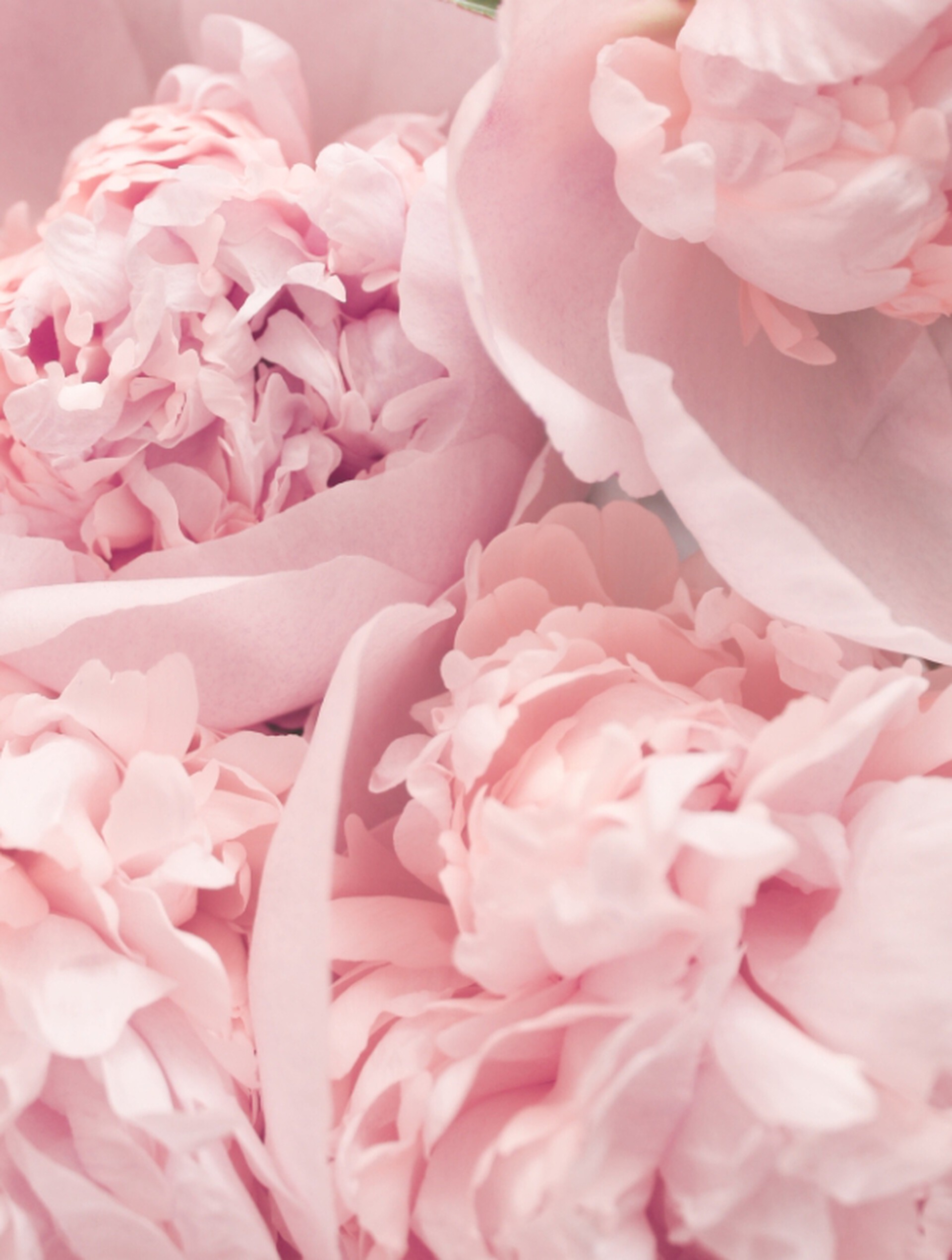 Peony
