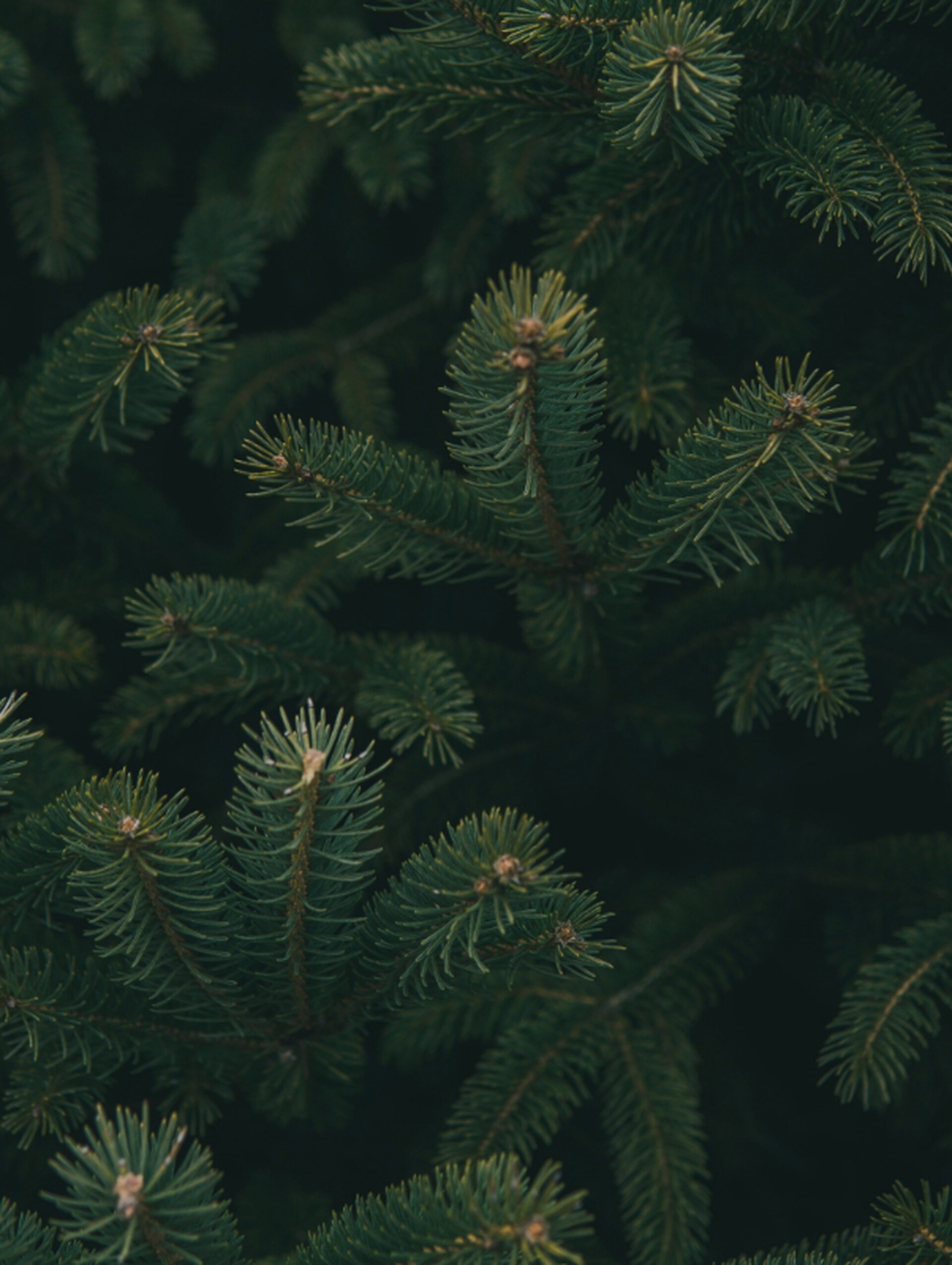 Pine Needles