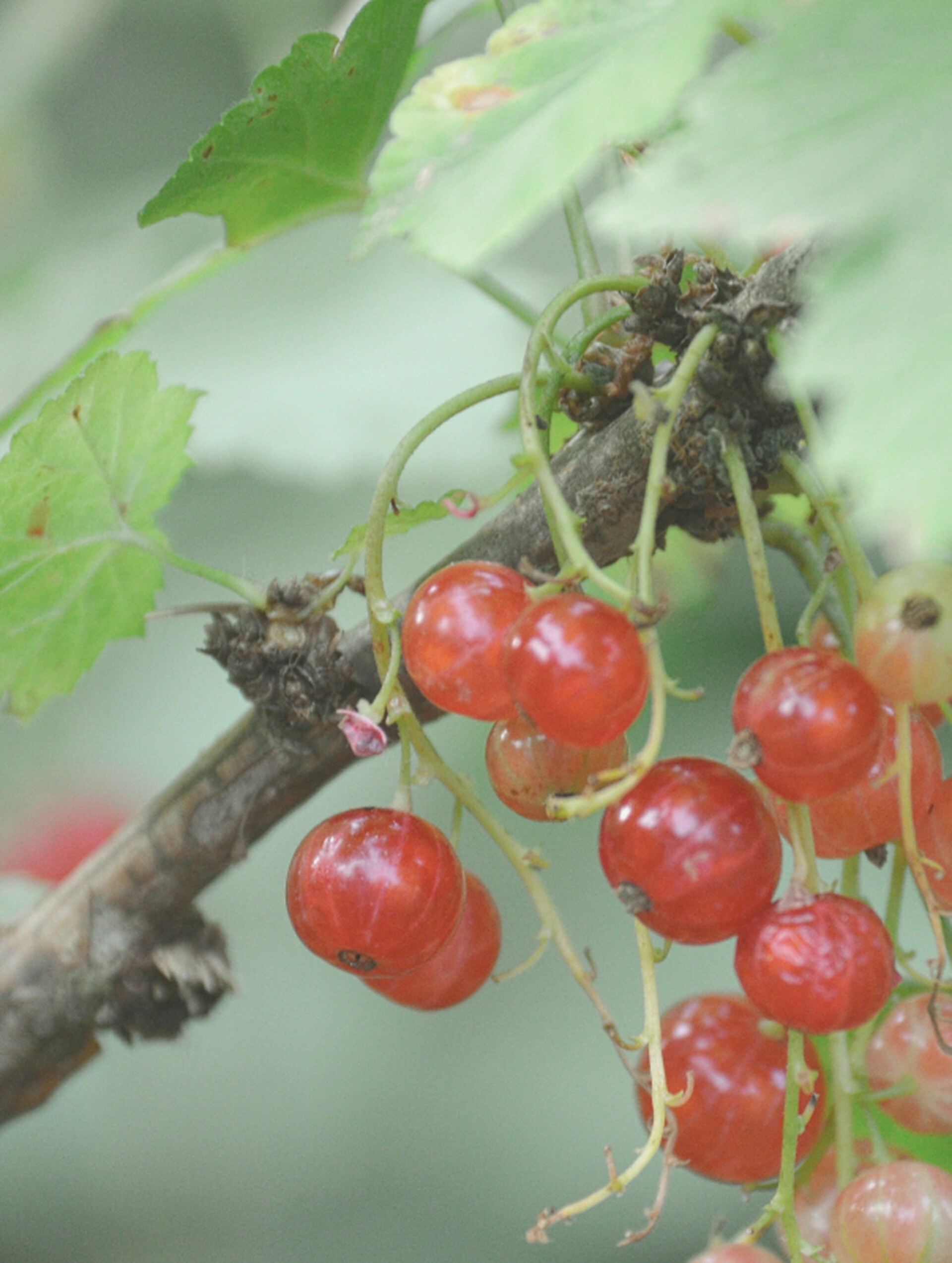 Redcurrants