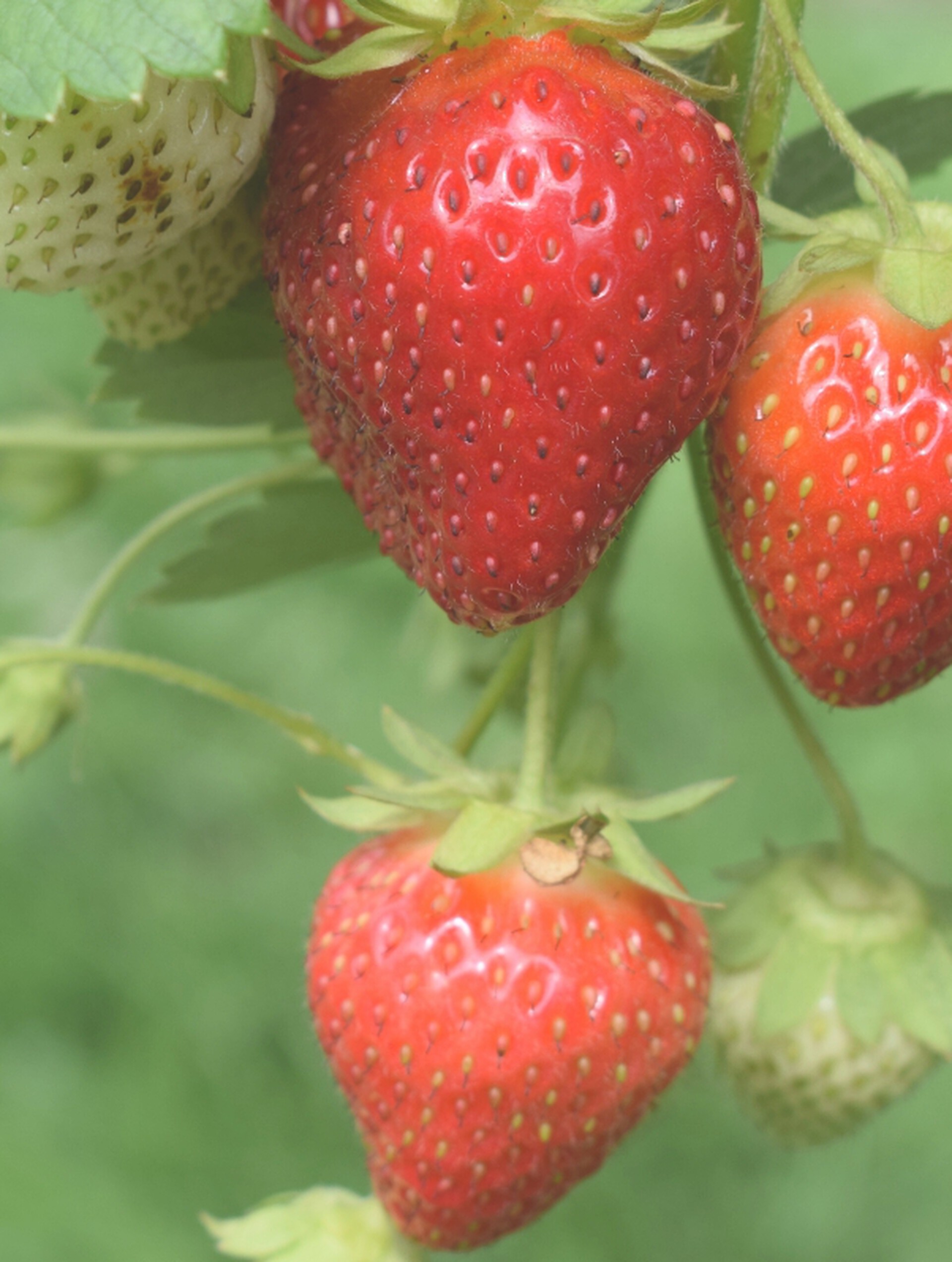 Strawberries