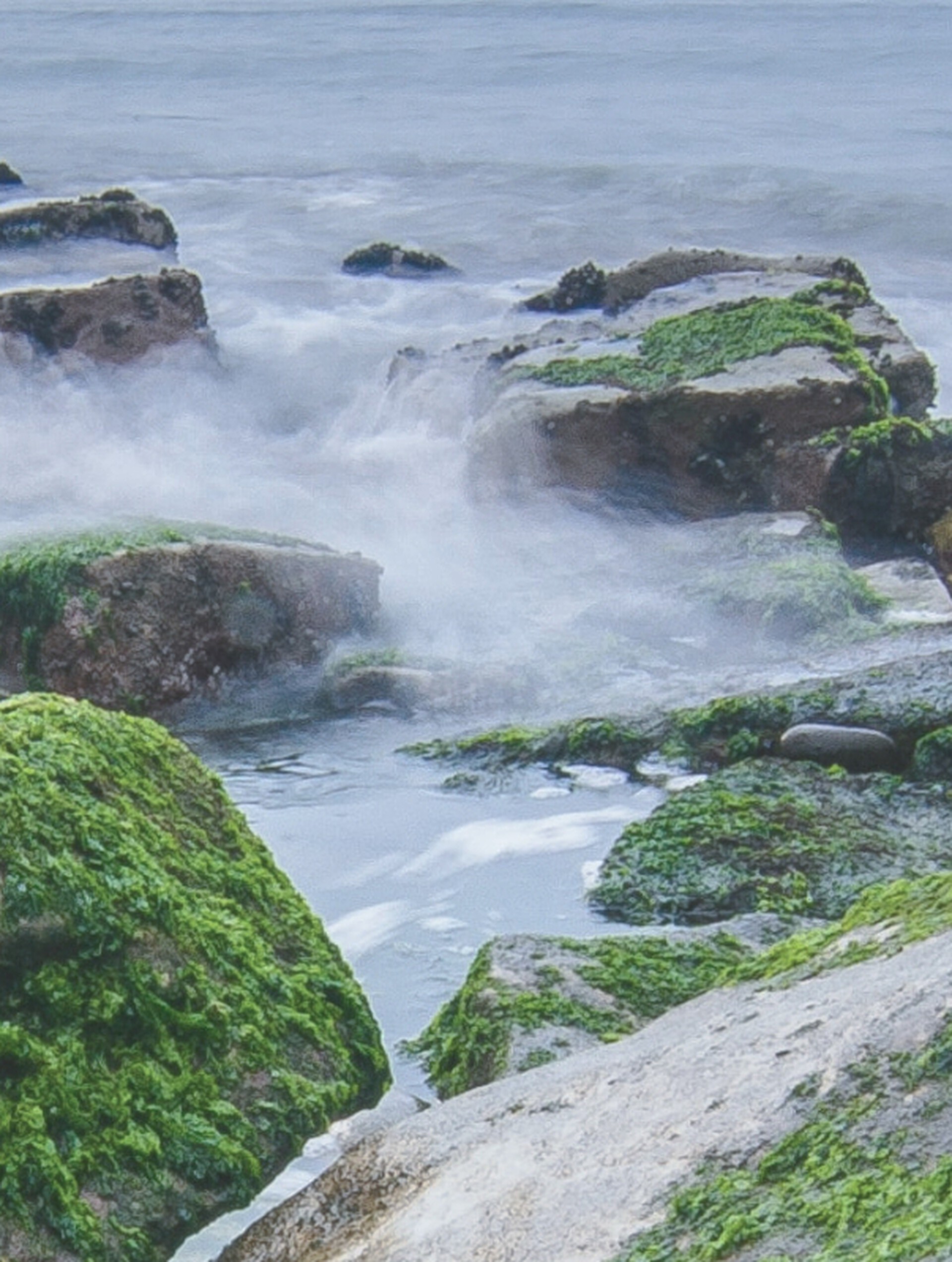 Water Moss