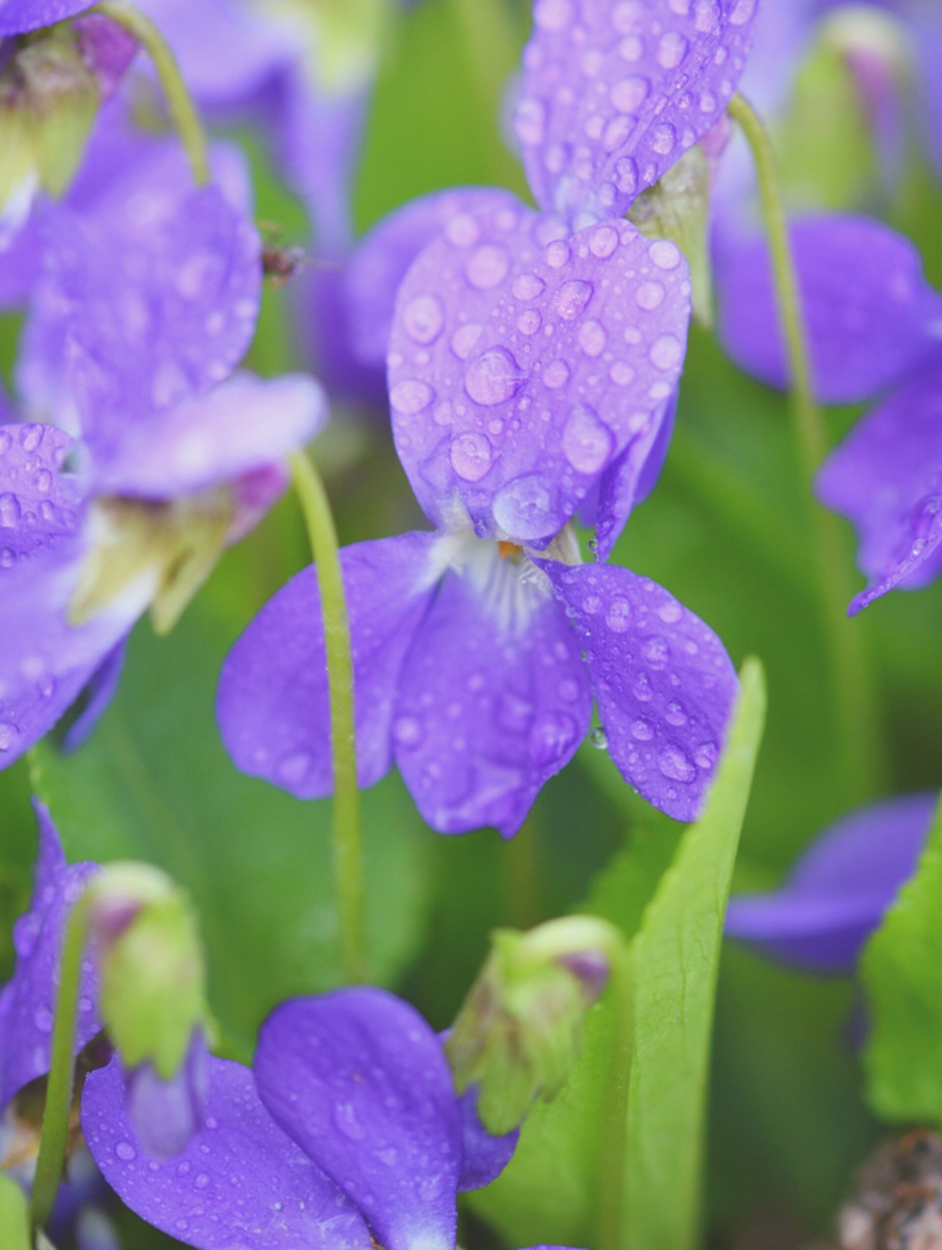 Wild Violets