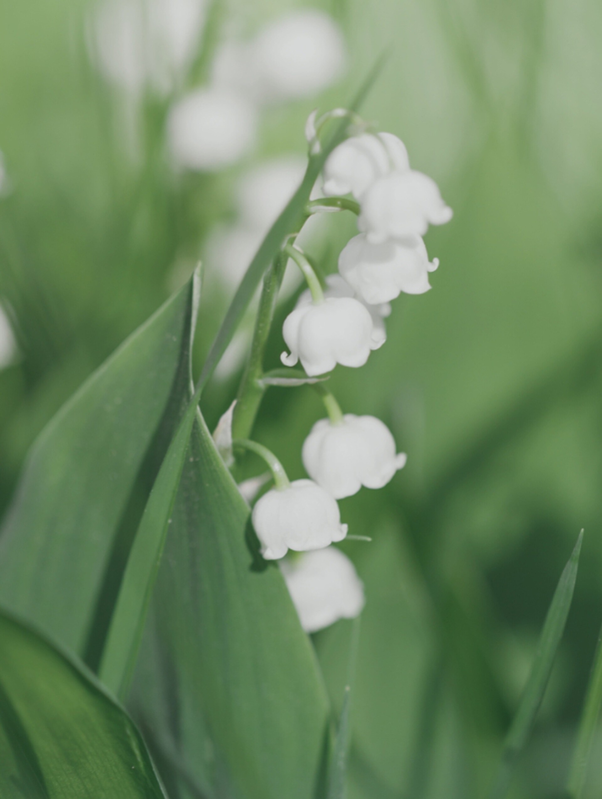 Woodland Lily
