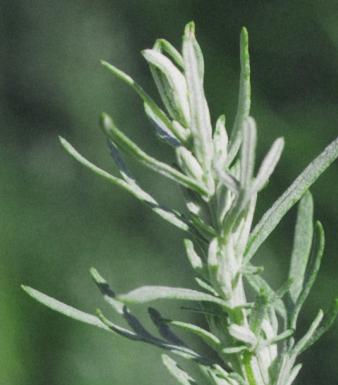 Arctic Sage