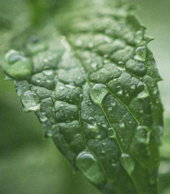 Spearmint