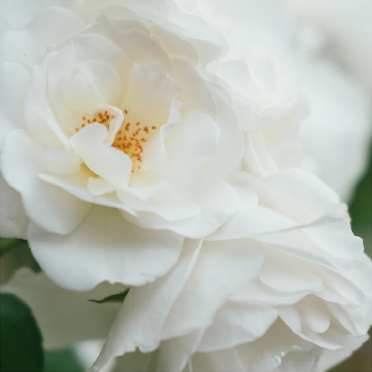 Scent creation SKANDINAVISK